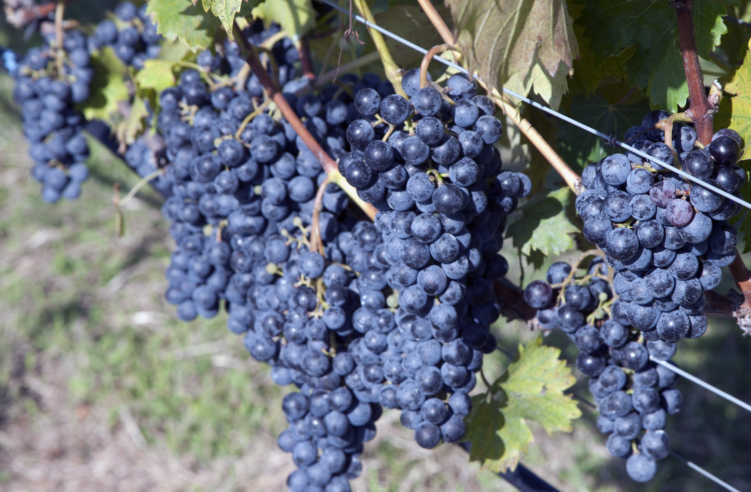 4 JG's Orchards & Vineyards in Colts Neck, New Jersey.