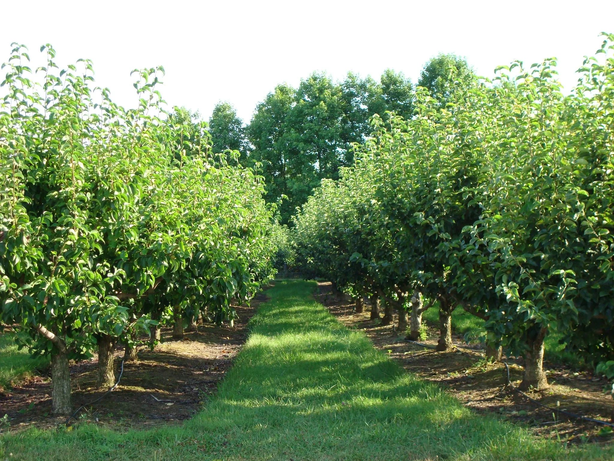 Chestnut Run Farm in Pilesgrove, New Jersey.