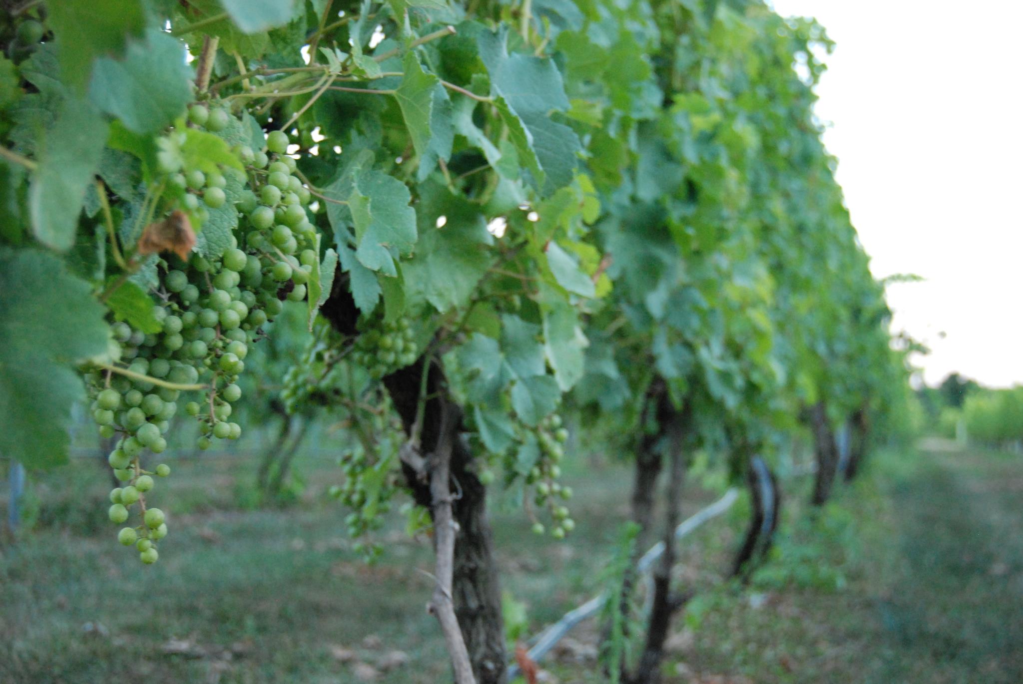 DiBella Winery in Woolwich Township, New Jersey.