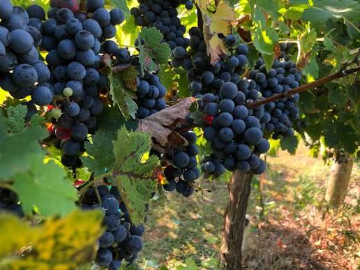 DiMatteo Vineyards in Hammonton, New Jersey.