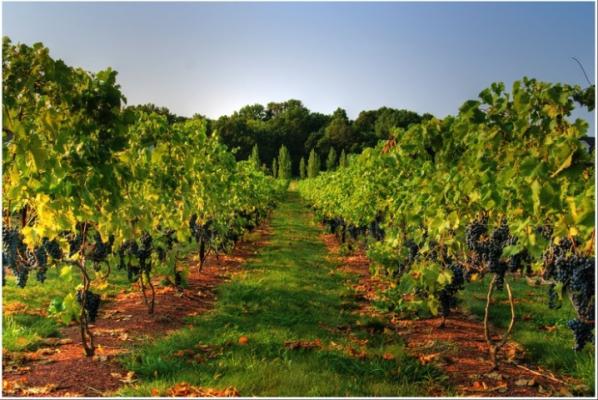 Hopewell Valley Vineyards in Pennington, New Jersey.