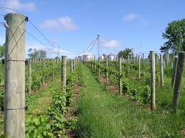 Mount Salem Vineyards in Pittstown, New Jersey.