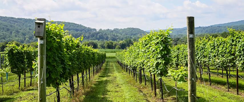 Villa Milagro Vineyards in Phillipsburg, New Jersey.